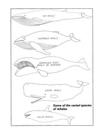 full size printed plan scale 1:48 whale catcher the “hav” suitable for r/c