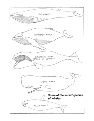 full size printed plan scale 1:48 whale catcher the “hav” suitable for r/c